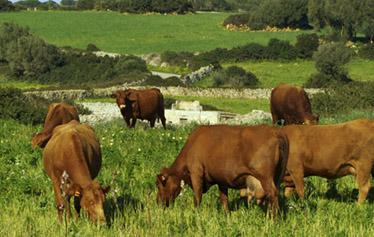 1º Concurso Nacional de cocina aplicada a la Vaca Vermella menorquina